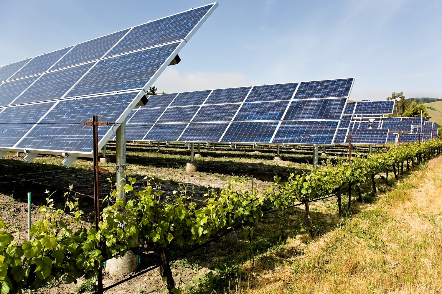 Agrivoltaics in Mexico: Integrating Energy and Agriculture with Strategic Vision image