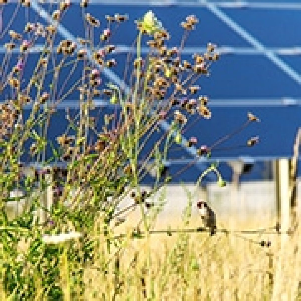 Tübingen municipal utility takes on two new solar farms in Bavaria from BELECTRIC image