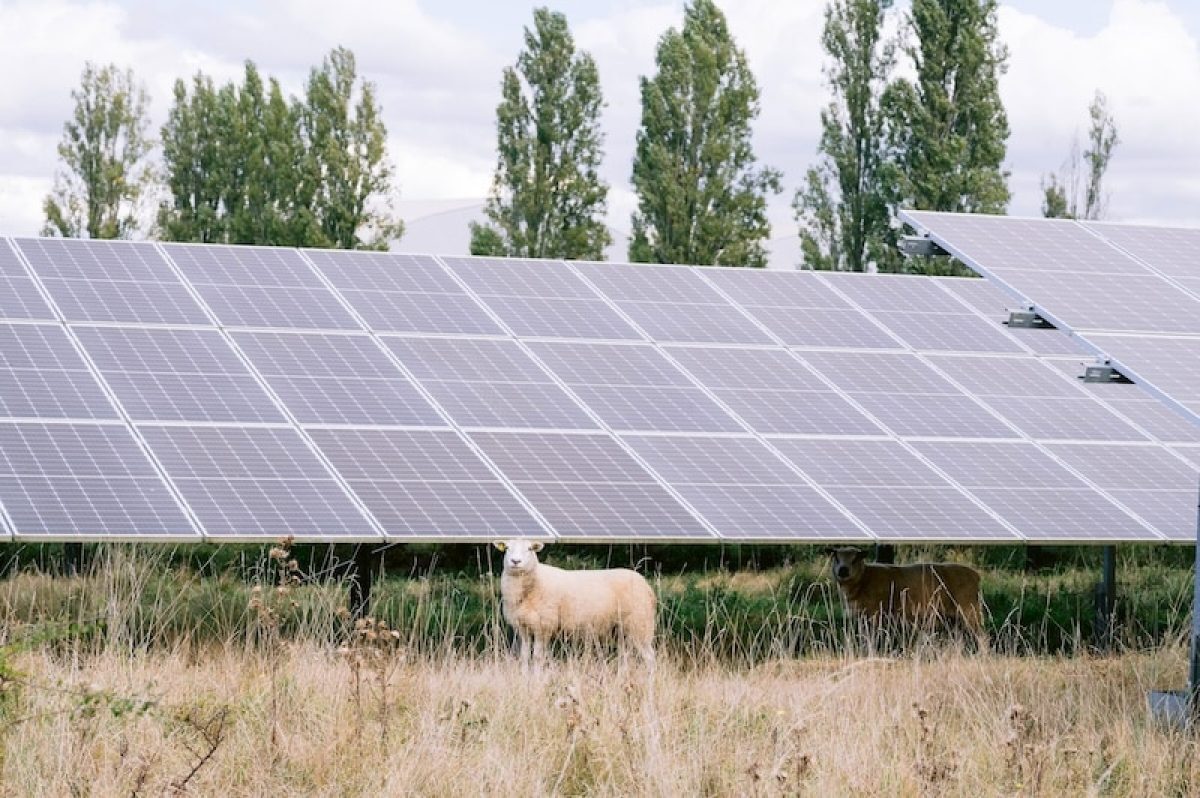 Sowing solar, harvesting wind: Octopus Energy unlocks French green power for 150,000 homes image