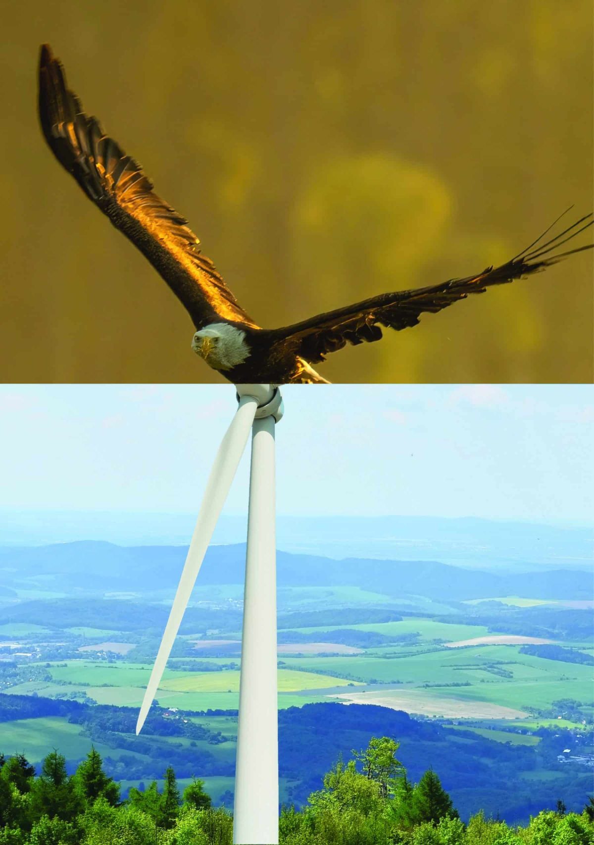 Advancing technology for avian safety and wind energy optimization image