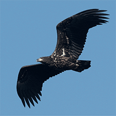 Saving birds and protecting investors image