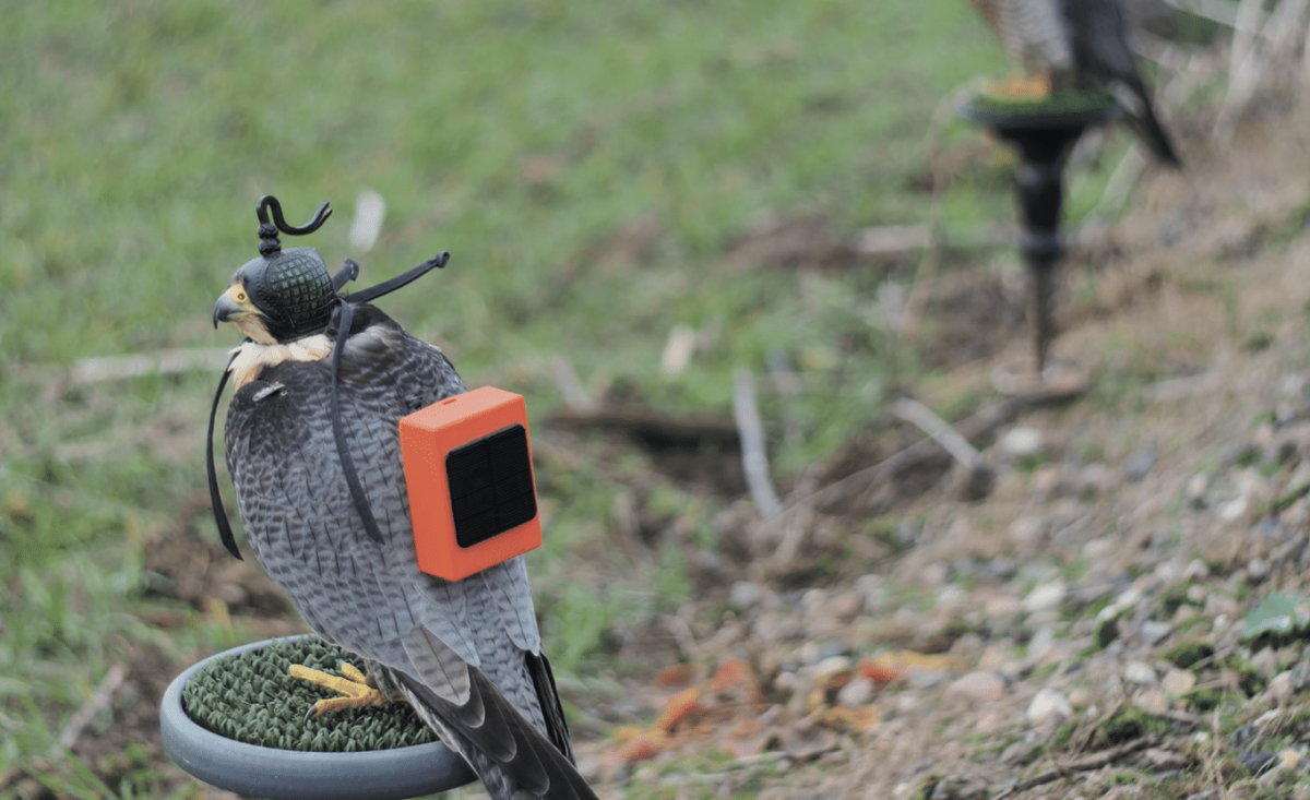 Detection offers best protection to birds image