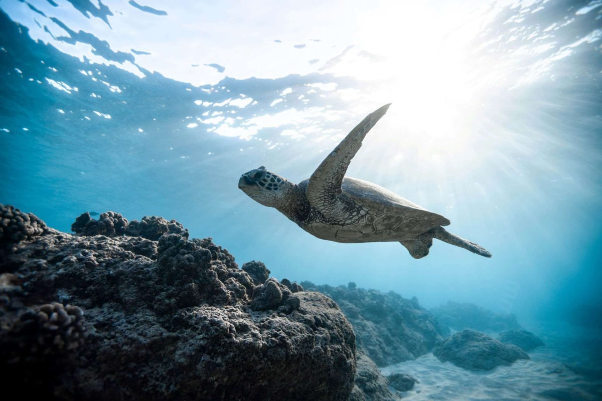 Glamox launches new wildlife and turtle-friendly marine lights image