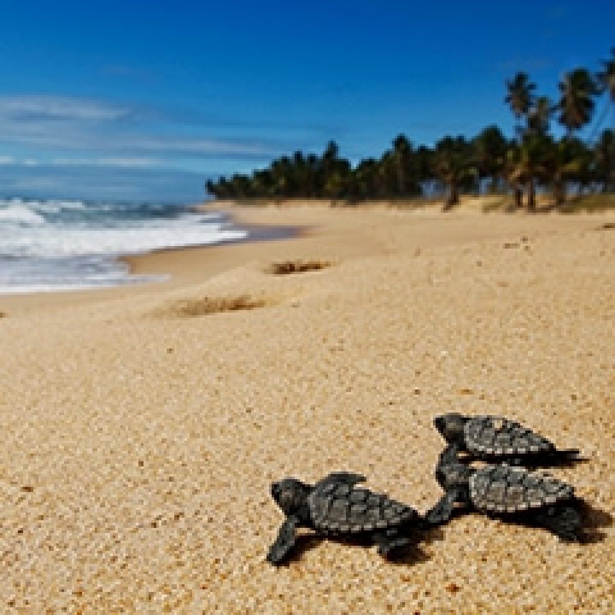 Extreme E reveals Red Sea conservation initiative image