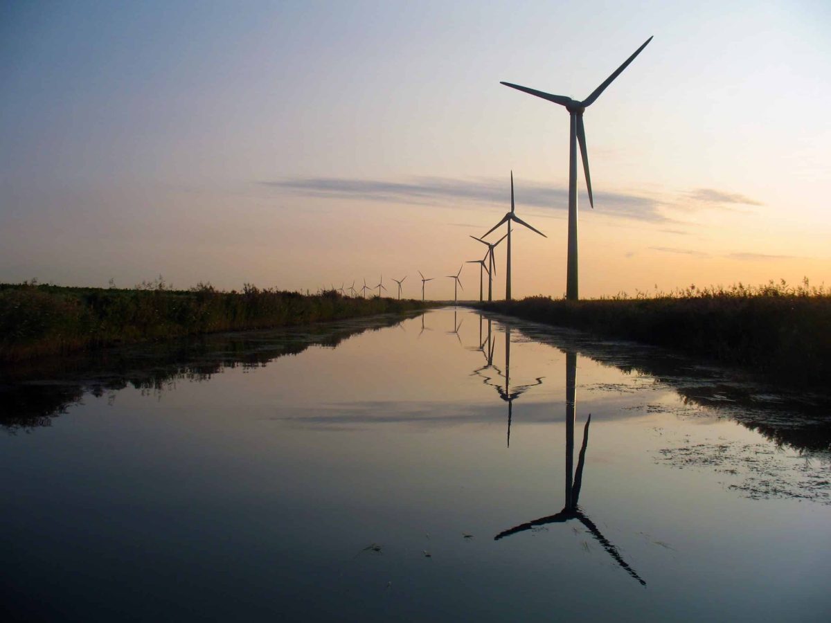 Beyond blades: bird safety amid renewable growth image