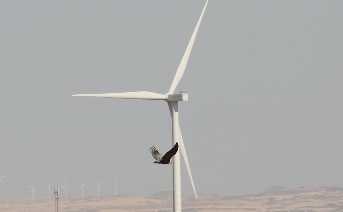 Respecting the ecosystem helps wind energy investments take flight image
