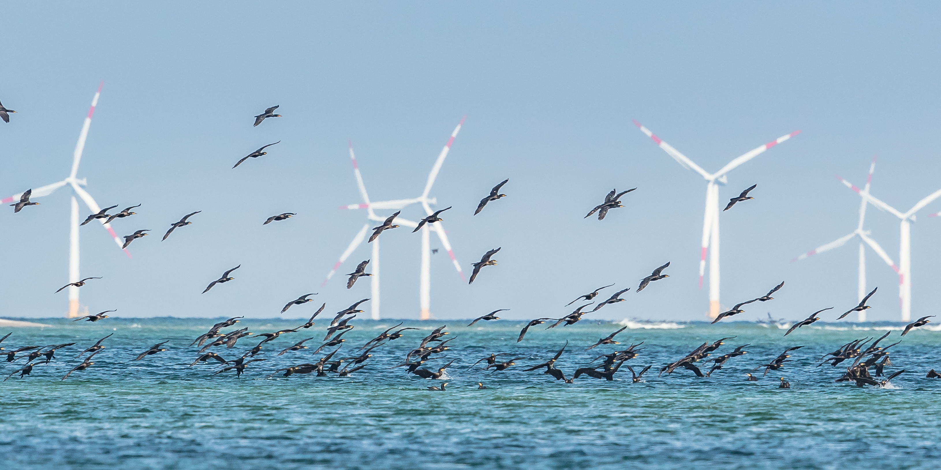 Free OCcAM seabird mortality tool launches latest update for offshore wind industry image