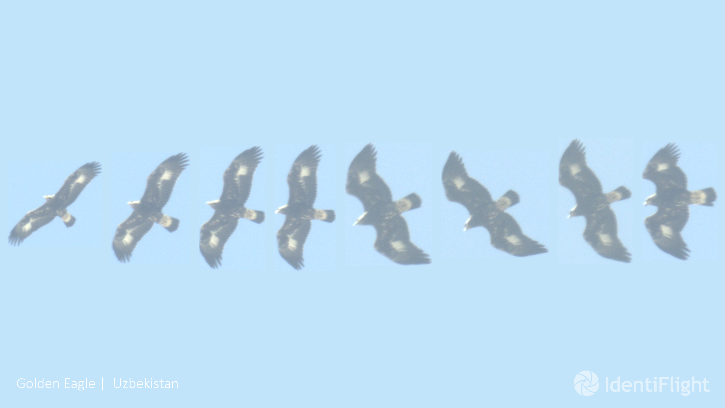 Saving Birds in Wind Farms With AI: Boulder Imaging and Oikon Launch IdentiFlight in Croatia image