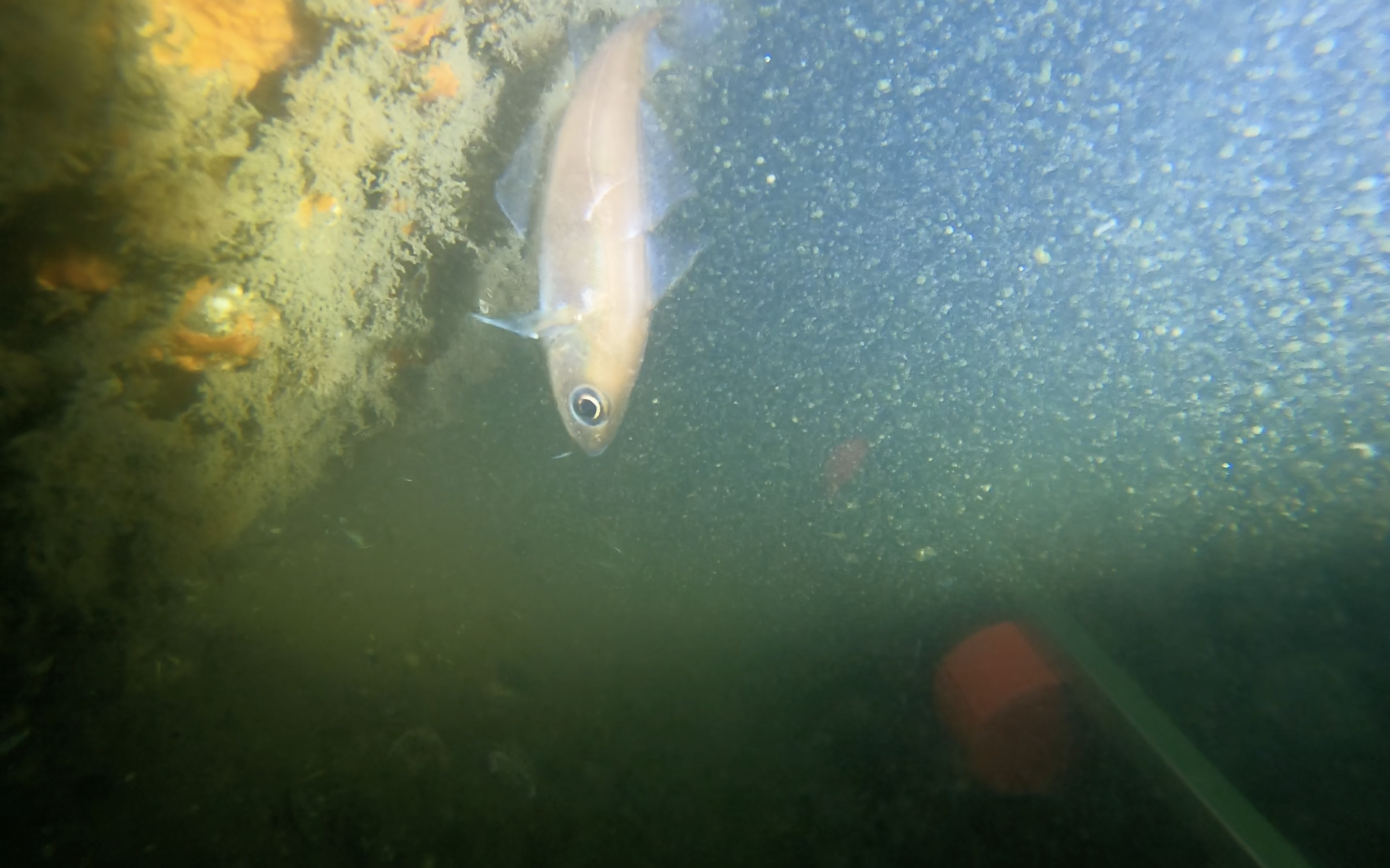 Can scour protection help offshore wind enhance marine biodiversity? image